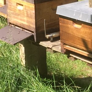 Bienen auf dem Weg zum Bienenstock