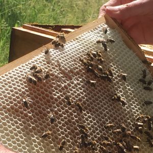 Bienen bei der Arbeit - fleißig, fleißig 