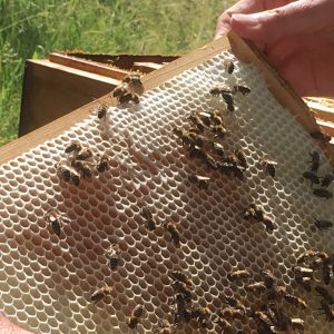 Bienen bei der Arbeit - fleißig, fleißig