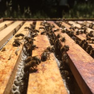 Bienen sind eigentlich sehr friedlich