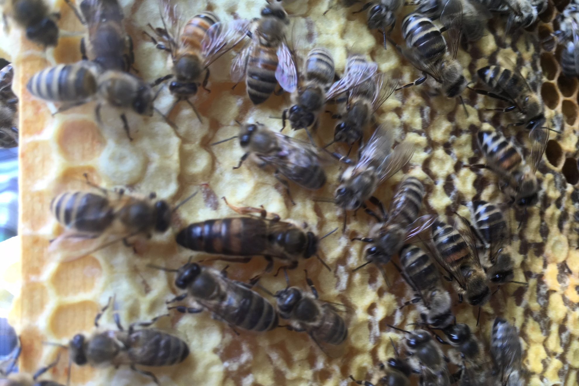 Bienen bei der Arbeit!