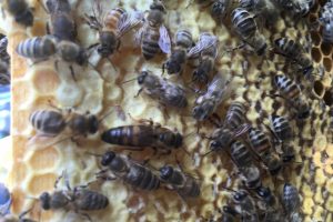 Bienen bei der Arbeit!