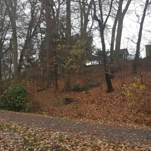 Hagenwäldchen in der Maiwiese Das Hagenwäldchen in der Maiwiese Enger